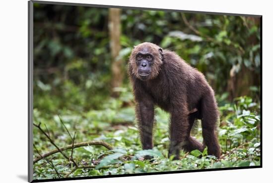 Male Chimpanzee walking in forest, Republic of Congo-Eric Baccega-Mounted Photographic Print