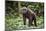 Male Chimpanzee walking in forest, Republic of Congo-Eric Baccega-Mounted Photographic Print