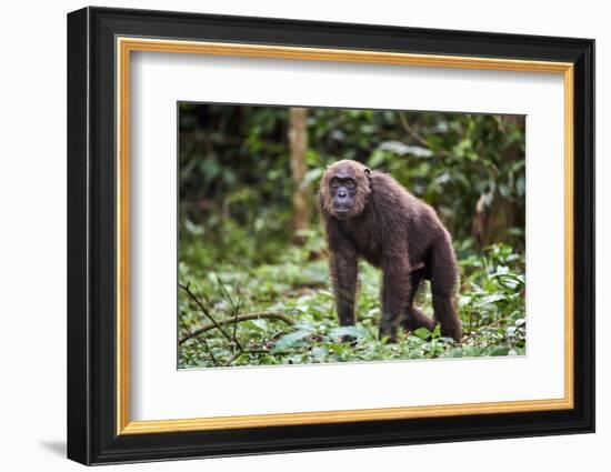 Male Chimpanzee walking in forest, Republic of Congo-Eric Baccega-Framed Photographic Print