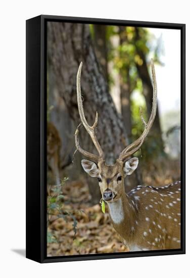 Male Chital Deer-Tony Camacho-Framed Premier Image Canvas