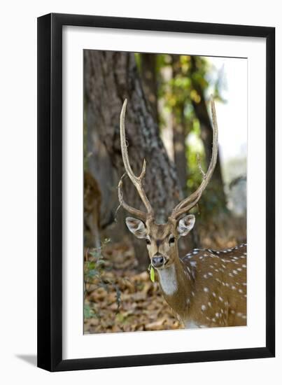 Male Chital Deer-Tony Camacho-Framed Photographic Print