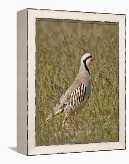 Male Chukar (Alectoris Chukar), Antelope Island State Park, Utah, United States of America-James Hager-Framed Premier Image Canvas