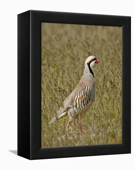 Male Chukar (Alectoris Chukar), Antelope Island State Park, Utah, United States of America-James Hager-Framed Premier Image Canvas