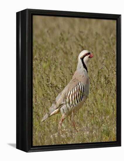 Male Chukar (Alectoris Chukar), Antelope Island State Park, Utah, United States of America-James Hager-Framed Premier Image Canvas