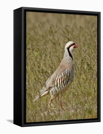 Male Chukar (Alectoris Chukar), Antelope Island State Park, Utah, United States of America-James Hager-Framed Premier Image Canvas