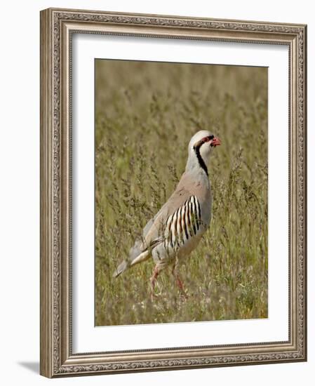 Male Chukar (Alectoris Chukar), Antelope Island State Park, Utah, United States of America-James Hager-Framed Photographic Print