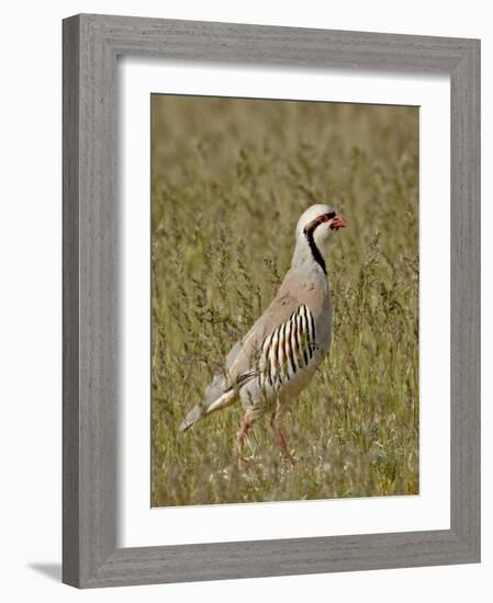 Male Chukar (Alectoris Chukar), Antelope Island State Park, Utah, United States of America-James Hager-Framed Photographic Print