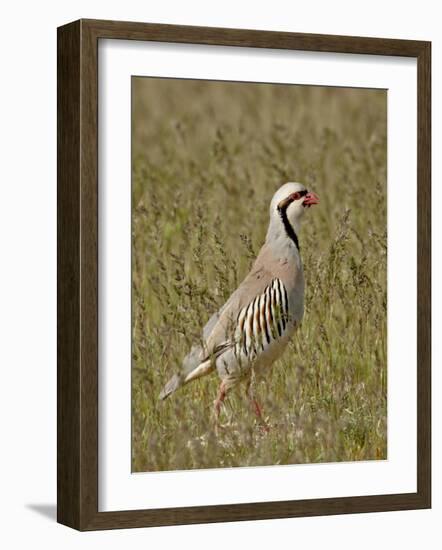 Male Chukar (Alectoris Chukar), Antelope Island State Park, Utah, United States of America-James Hager-Framed Photographic Print