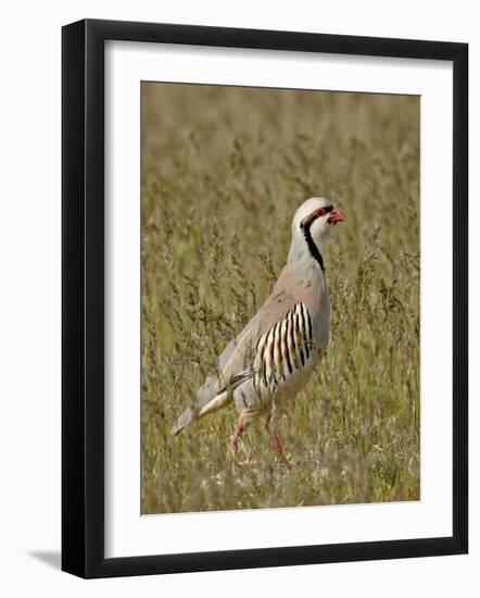 Male Chukar (Alectoris Chukar), Antelope Island State Park, Utah, United States of America-James Hager-Framed Photographic Print