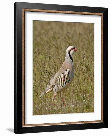 Male Chukar (Alectoris Chukar), Antelope Island State Park, Utah, United States of America-James Hager-Framed Photographic Print