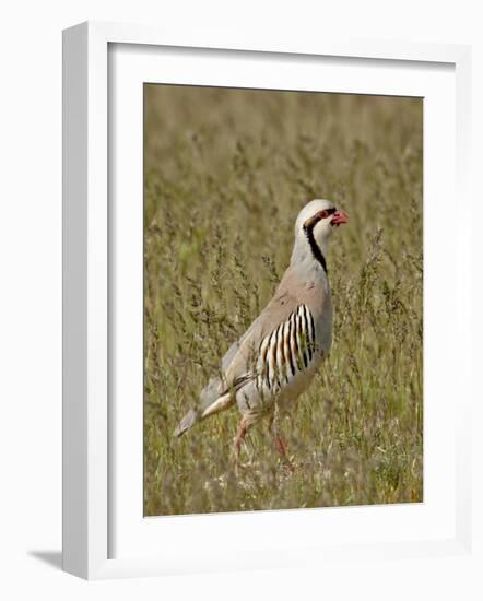 Male Chukar (Alectoris Chukar), Antelope Island State Park, Utah, United States of America-James Hager-Framed Photographic Print