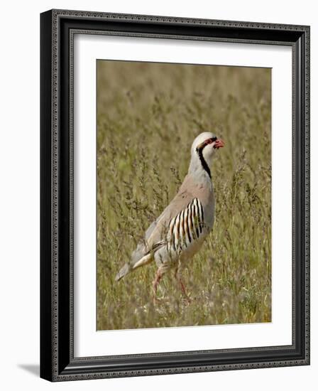 Male Chukar (Alectoris Chukar), Antelope Island State Park, Utah, United States of America-James Hager-Framed Photographic Print