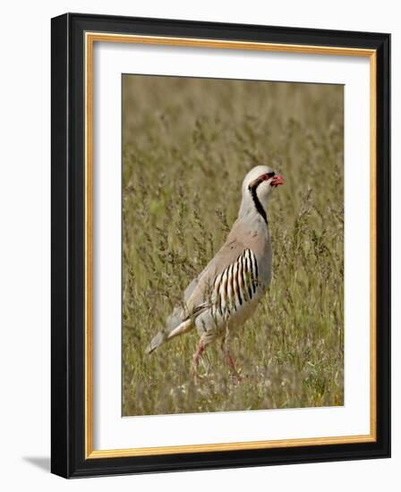 Male Chukar (Alectoris Chukar), Antelope Island State Park, Utah, United States of America-James Hager-Framed Photographic Print