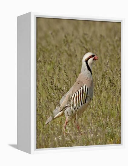 Male Chukar (Alectoris Chukar), Antelope Island State Park, Utah, United States of America-James Hager-Framed Premier Image Canvas