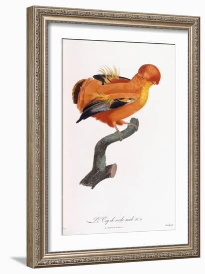 Male Cock-Of-The-Rock-Jacques Barraband-Framed Giclee Print