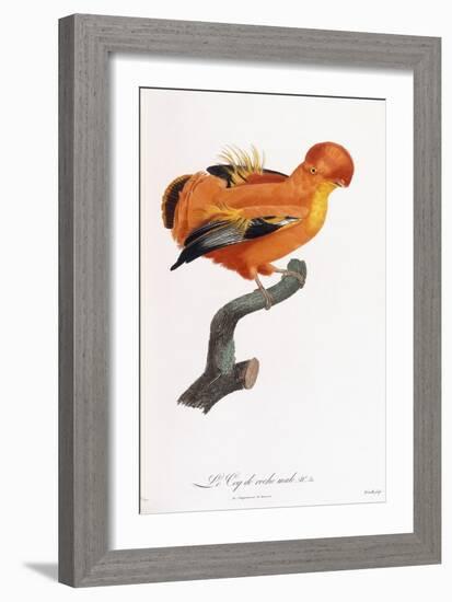 Male Cock-Of-The-Rock-Jacques Barraband-Framed Giclee Print