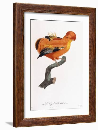 Male Cock-Of-The-Rock-Jacques Barraband-Framed Giclee Print