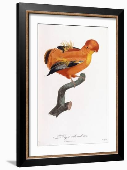 Male Cock-Of-The-Rock-Jacques Barraband-Framed Giclee Print