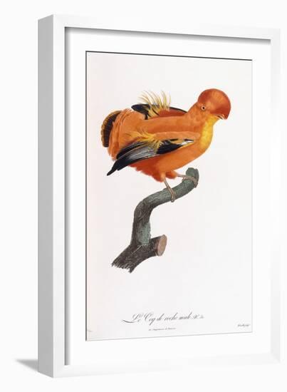 Male Cock-Of-The-Rock-Jacques Barraband-Framed Giclee Print