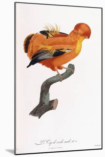 Male Cock-Of-The-Rock-Jacques Barraband-Mounted Giclee Print