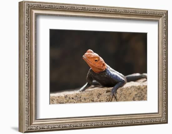 Male Common Agama Head (Agama Agama)-Reinhard Dirscherl-Framed Photographic Print