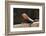 Male Common Agama Head (Agama Agama)-Reinhard Dirscherl-Framed Photographic Print