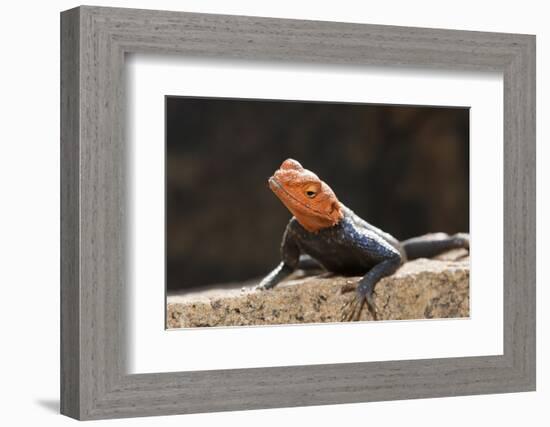 Male Common Agama Head (Agama Agama)-Reinhard Dirscherl-Framed Photographic Print