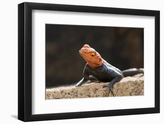 Male Common Agama Head (Agama Agama)-Reinhard Dirscherl-Framed Photographic Print