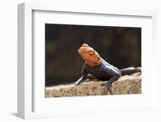 Male Common Agama Head (Agama Agama)-Reinhard Dirscherl-Framed Photographic Print