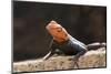 Male Common Agama Head (Agama Agama)-Reinhard Dirscherl-Mounted Photographic Print