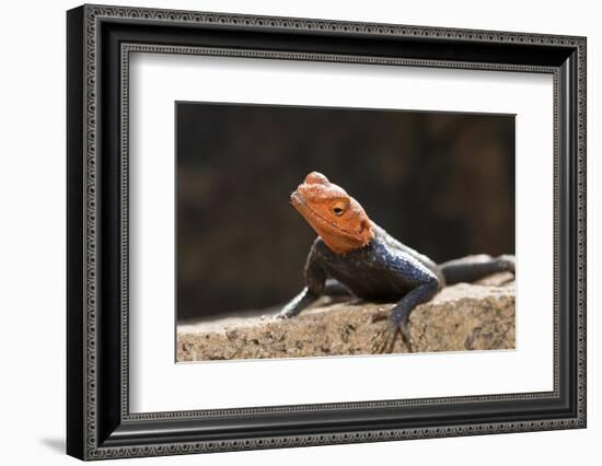 Male Common Agama Head (Agama Agama)-Reinhard Dirscherl-Framed Photographic Print