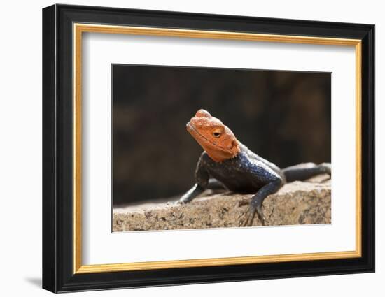 Male Common Agama Head (Agama Agama)-Reinhard Dirscherl-Framed Photographic Print