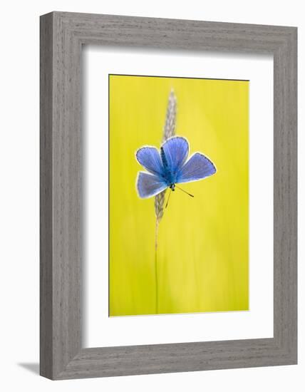 Male common blue butterfly basking wings open on grass, UK-Ross Hoddinott-Framed Photographic Print