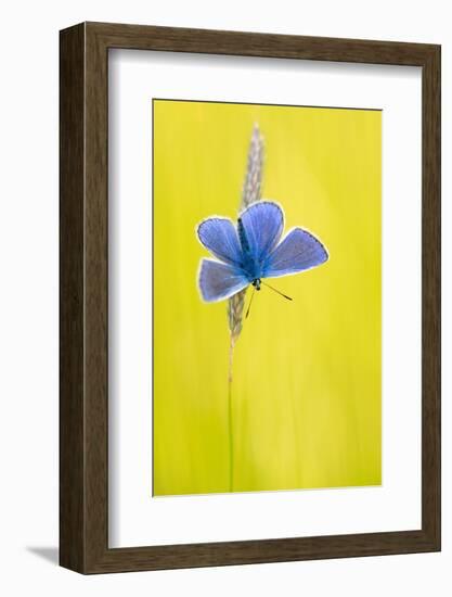 Male common blue butterfly basking wings open on grass, UK-Ross Hoddinott-Framed Photographic Print