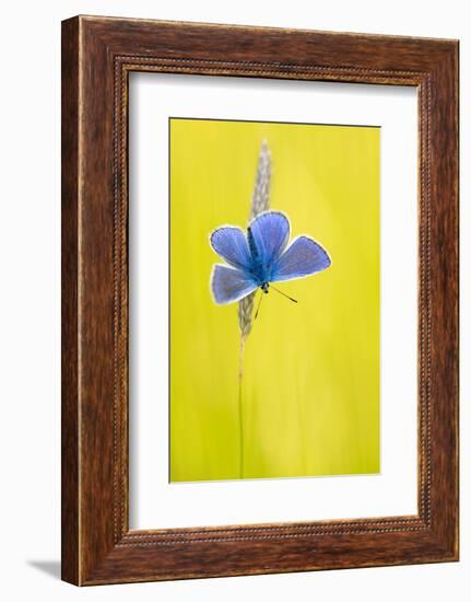 Male common blue butterfly basking wings open on grass, UK-Ross Hoddinott-Framed Photographic Print