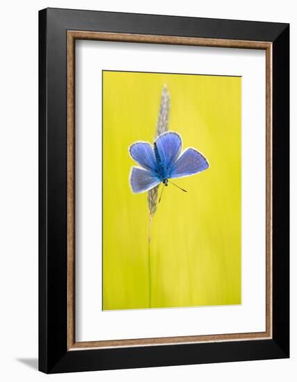 Male common blue butterfly basking wings open on grass, UK-Ross Hoddinott-Framed Photographic Print