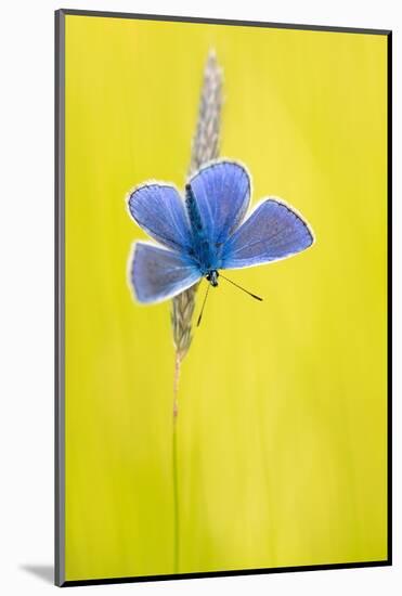 Male common blue butterfly basking wings open on grass, UK-Ross Hoddinott-Mounted Photographic Print