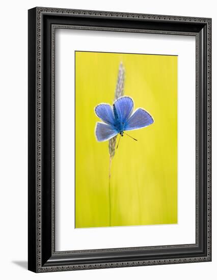 Male common blue butterfly basking wings open on grass, UK-Ross Hoddinott-Framed Photographic Print