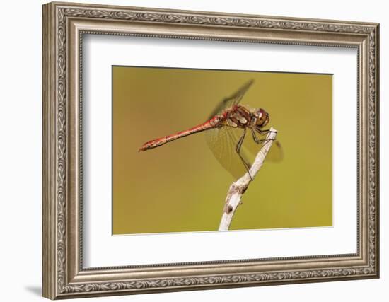 Male Common Darter Dragonfly (Sympetrum Striolatum) Resting on the End of a Twig, Dorset,Uk-Ross Hoddinott-Framed Photographic Print