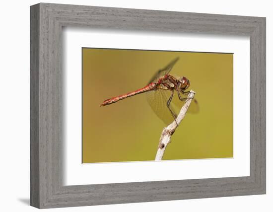 Male Common Darter Dragonfly (Sympetrum Striolatum) Resting on the End of a Twig, Dorset,Uk-Ross Hoddinott-Framed Photographic Print