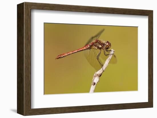 Male Common Darter Dragonfly (Sympetrum Striolatum) Resting on the End of a Twig, Dorset,Uk-Ross Hoddinott-Framed Photographic Print