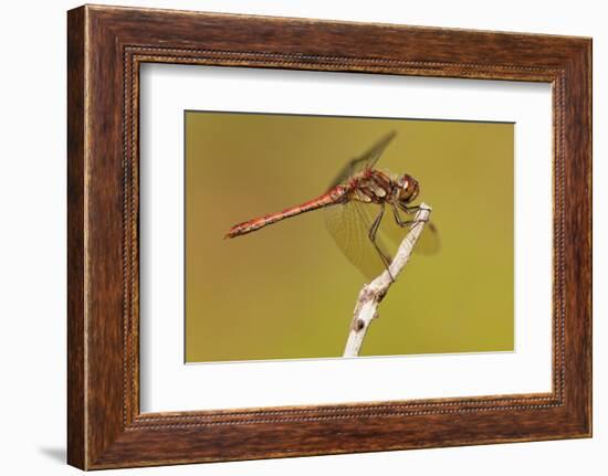 Male Common Darter Dragonfly (Sympetrum Striolatum) Resting on the End of a Twig, Dorset,Uk-Ross Hoddinott-Framed Photographic Print