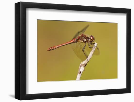 Male Common Darter Dragonfly (Sympetrum Striolatum) Resting on the End of a Twig, Dorset,Uk-Ross Hoddinott-Framed Photographic Print