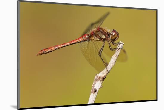 Male Common Darter Dragonfly (Sympetrum Striolatum) Resting on the End of a Twig, Dorset,Uk-Ross Hoddinott-Mounted Photographic Print