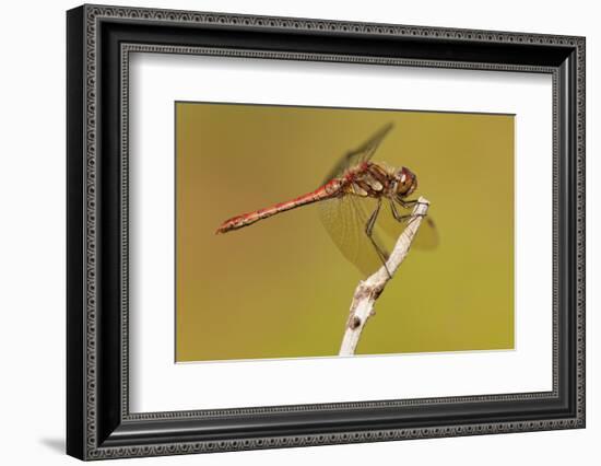 Male Common Darter Dragonfly (Sympetrum Striolatum) Resting on the End of a Twig, Dorset,Uk-Ross Hoddinott-Framed Photographic Print