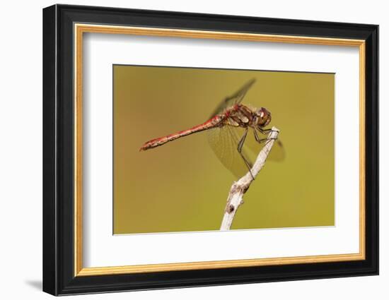 Male Common Darter Dragonfly (Sympetrum Striolatum) Resting on the End of a Twig, Dorset,Uk-Ross Hoddinott-Framed Photographic Print