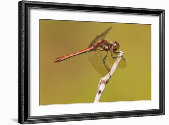 Male Common Darter Dragonfly (Sympetrum Striolatum) Resting on the End of a Twig, Dorset,Uk-Ross Hoddinott-Framed Photographic Print