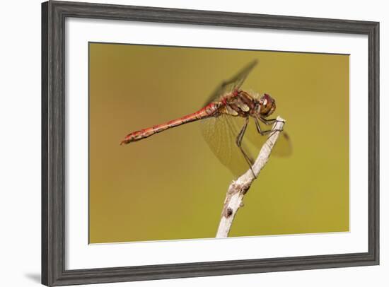 Male Common Darter Dragonfly (Sympetrum Striolatum) Resting on the End of a Twig, Dorset,Uk-Ross Hoddinott-Framed Photographic Print