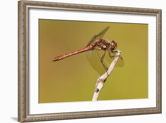 Male Common Darter Dragonfly (Sympetrum Striolatum) Resting on the End of a Twig, Dorset,Uk-Ross Hoddinott-Framed Photographic Print