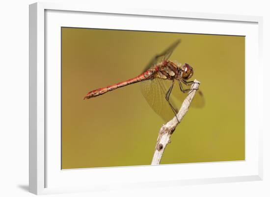 Male Common Darter Dragonfly (Sympetrum Striolatum) Resting on the End of a Twig, Dorset,Uk-Ross Hoddinott-Framed Photographic Print